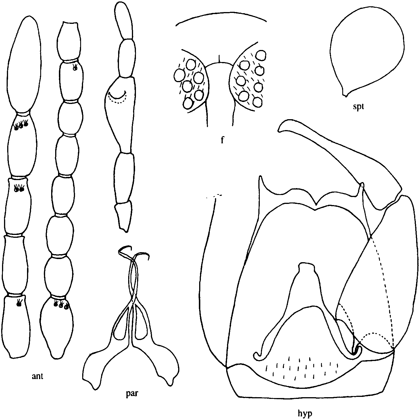 复眼简笔画图片图片